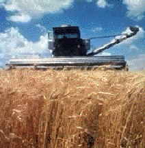 wheatharvest.jpg (25446 bytes)